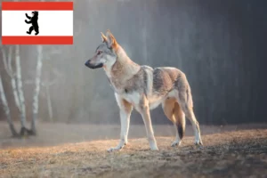 Lees meer over het artikel Tsjechoslowaakse Wolfshond fokker en puppies in Berlijn