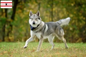 Lees meer over het artikel Tsjechoslowaakse Wolfshond fokker en puppies in Drenthe