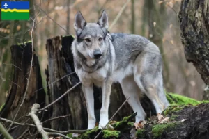 Lees meer over het artikel Tsjechoslowaakse Wolfshond fokker en puppies in Flevoland
