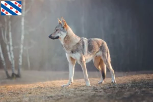 Lees meer over het artikel Tsjechoslowaakse Wolfshond fokker en puppies in Friesland