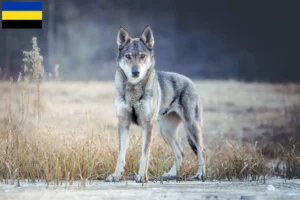 Lees meer over het artikel Tsjechoslowaakse Wolfhond fokker en puppies in Gelderland
