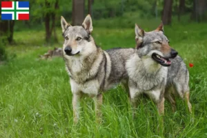 Lees meer over het artikel Tsjechoslowaakse Wolfhond fokker en puppies in Groningen