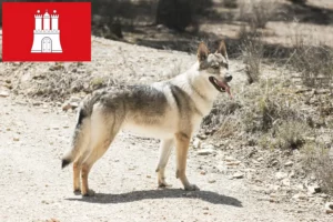 Lees meer over het artikel Tsjechoslowaakse Wolfhond fokker en puppies in Hamburg