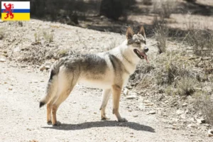 Lees meer over het artikel Tsjechoslowaakse Wolfhond fokker en puppies in Limburg