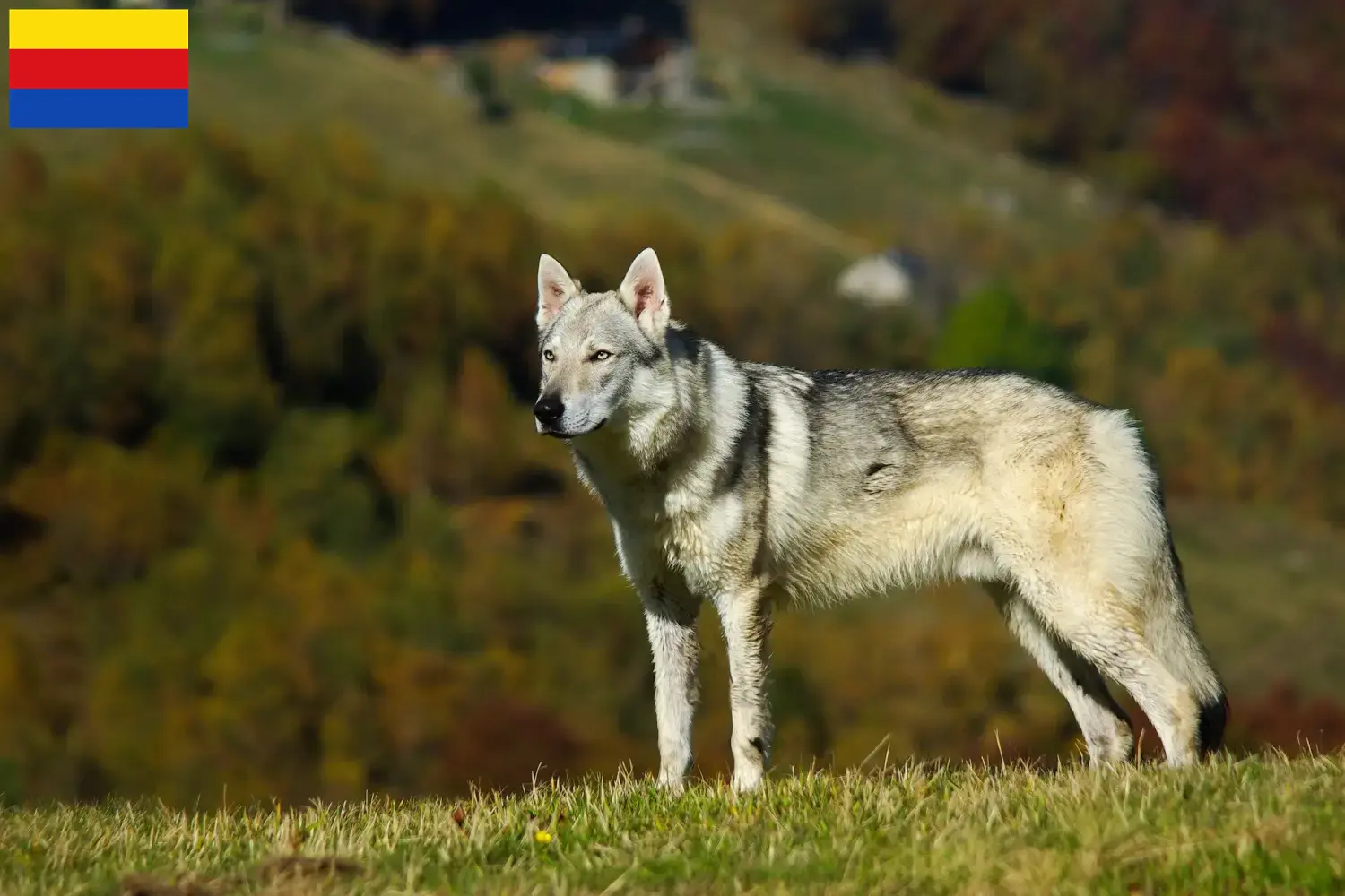 Tsjechoslowaakse Wolfshond pups en fokkers Noord-Holland Zoek Tsjechoslowaakse Wolfhond fokkers in Noord-Holland.