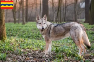 Lees meer over het artikel Tsjechoslowaakse Wolfshond fokker en puppies in Overijssel