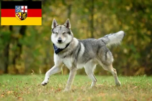 Lees meer over het artikel Tsjechoslowaakse Wolfhond fokker en puppies in Saarland