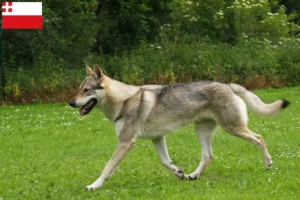 Lees meer over het artikel Tsjechoslowaakse Wolfshond fokker en puppies in Utrecht