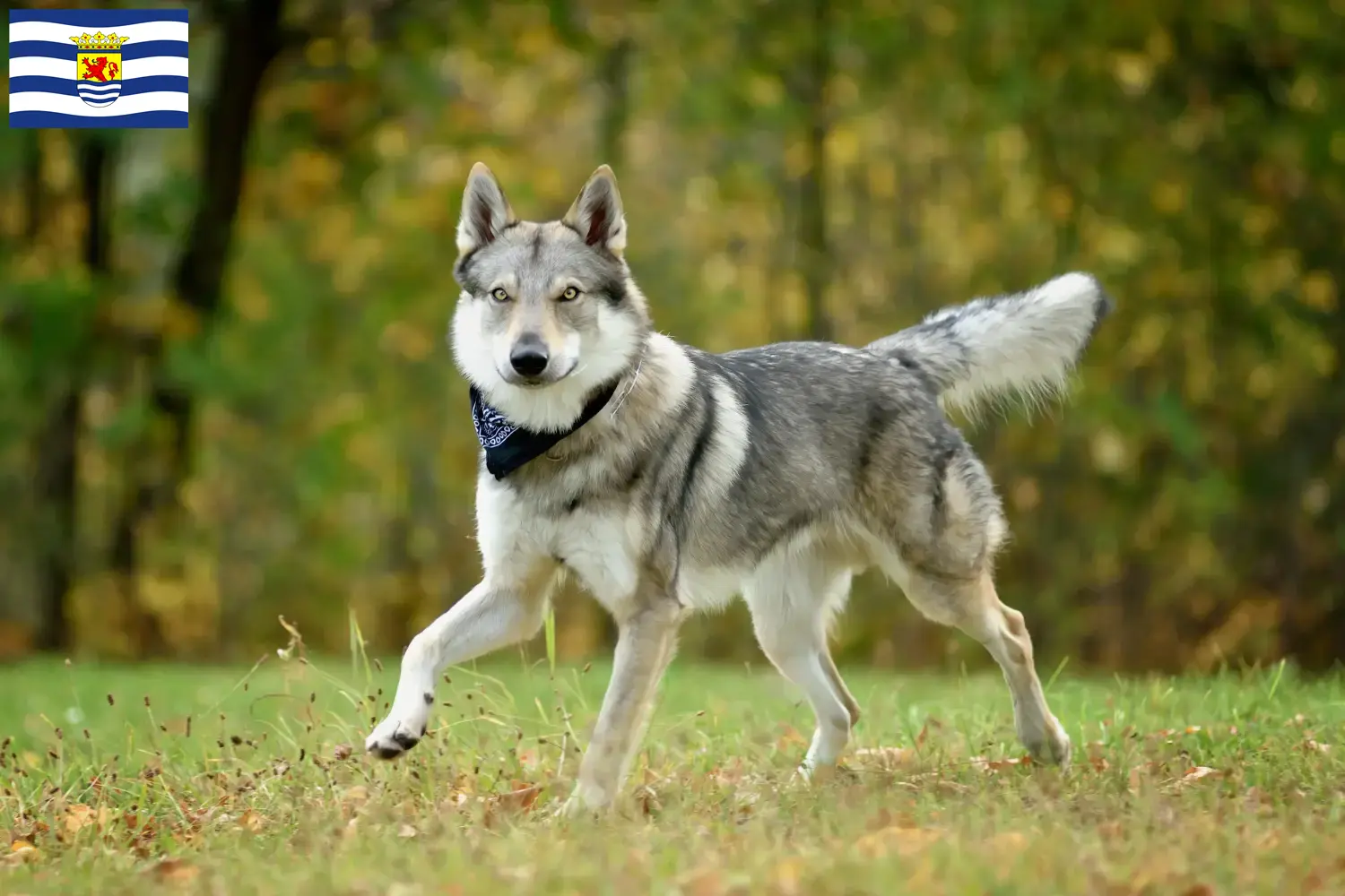 Lees meer over het artikel Tsjechoslowaakse Wolfshond fokker en puppies in Zeeland