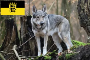 Lees meer over het artikel Tsjechoslowaakse Wolfhond fokkers en pups in Baden-Württemberg