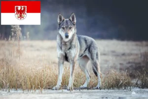 Lees meer over het artikel Tsjechoslowaakse Wolfhond Fokker en Puppies in Brandenburg