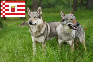 Lees meer over het artikel Tsjechoslowaakse Wolfhond fokker en puppies in Bremen