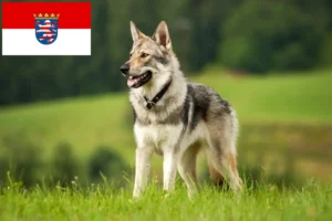 Lees meer over het artikel Tsjechoslowaakse Wolfhond fokkers en pups in Hessen