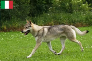 Lees meer over het artikel Tsjechoslowaakse Wolfhond fokkers en puppies in Italië