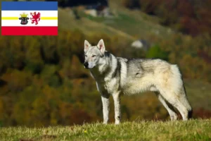 Lees meer over het artikel Tsjechoslowaakse Wolfhond fokkers en pups in Mecklenburg-Vorpommern