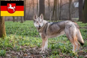 Lees meer over het artikel Tsjechoslowaakse Wolfhond fokker en puppies in Nedersaksen