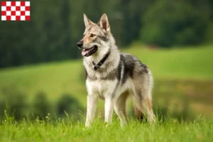 Lees meer over het artikel Tsjechoslowaakse Wolfshond fokker en puppies in Noord-Brabant