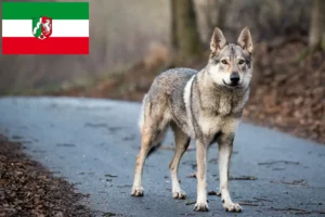 Lees meer over het artikel Tsjechoslowaakse Wolfhond fokkers en pups in Noordrijn-Westfalen