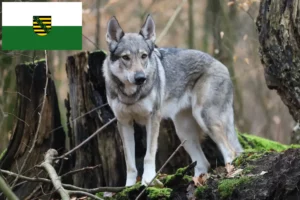 Lees meer over het artikel Tsjechoslowaakse Wolfhond Fokker en Puppies in Saksen