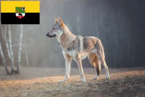 Lees meer over het artikel Tsjechoslowaakse Wolfhond fokkers en pups in Saksen-Anhalt
