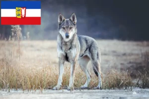 Lees meer over het artikel Tsjechoslowaakse Wolfhond Fokker en Puppies in Sleeswijk-Holstein