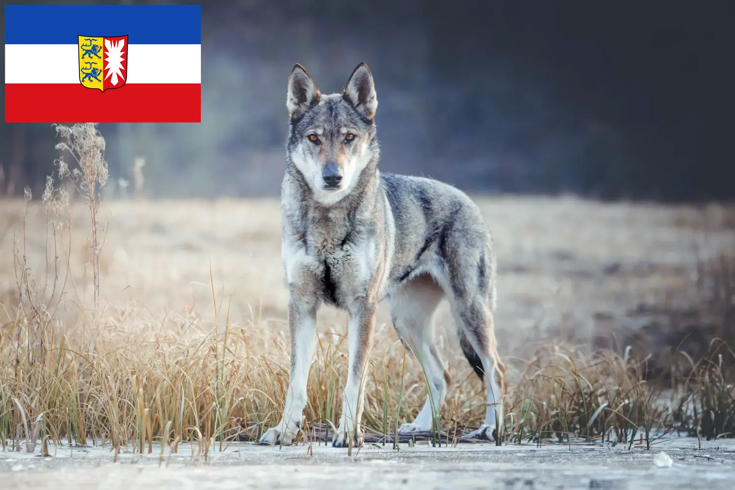 Lees meer over het artikel Tsjechoslowaakse Wolfhond Fokker en Puppies in Sleeswijk-Holstein