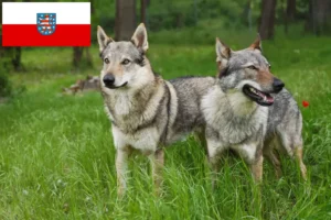 Lees meer over het artikel Tsjechoslowaakse Wolfhond fokker en puppies in Thüringen