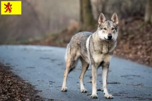 Lees meer over het artikel Tsjechoslowaakse Wolfshond fokker en puppies in Zuid-Holland