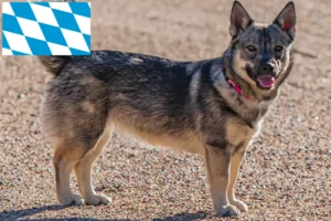 Lees meer over het artikel Västgötaspets fokkers en puppies in Beieren