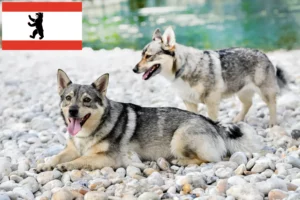 Lees meer over het artikel Västgötaspets fokkers en pups in Berlijn
