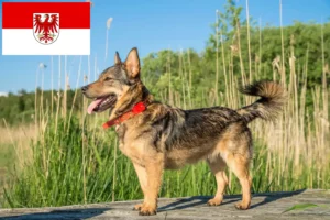 Lees meer over het artikel Västgötaspets fokkers en pups in Brandenburg