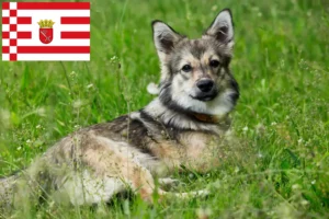 Lees meer over het artikel Västgötaspets fokkers en pups in Bremen