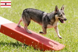 Lees meer over het artikel Västgötaspets fokkers en pups in Drenthe