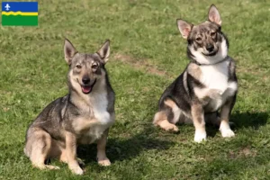Lees meer over het artikel Västgötaspets fokkers en pups in Flevoland
