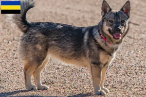 Lees meer over het artikel Västgötaspets fokkers en pups in Gelderland