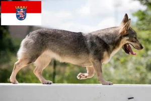 Lees meer over het artikel Västgötaspets fokkers en pups in Hessen
