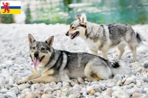 Lees meer over het artikel Västgötaspets fokkers en pups in Limburg