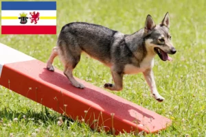 Lees meer over het artikel Västgötaspets fokkers en pups in Mecklenburg-Vorpommern
