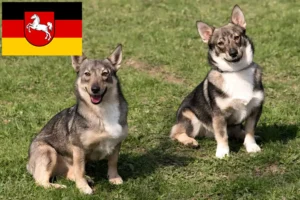 Lees meer over het artikel Västgötaspets fokkers en pups in Nedersaksen