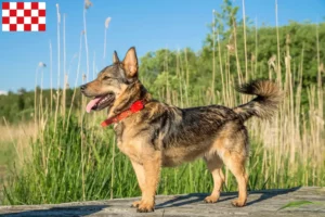 Lees meer over het artikel Västgötaspets fokkers en pups in Noord-Brabant