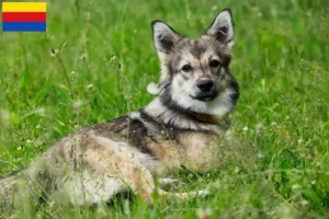 Lees meer over het artikel Västgötaspets fokkers en pups in Noord-Holland