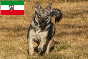 Lees meer over het artikel Västgötaspets fokkers en pups in Noordrijn-Westfalen