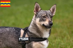 Lees meer over het artikel Västgötaspets fokkers en pups in Overijssel