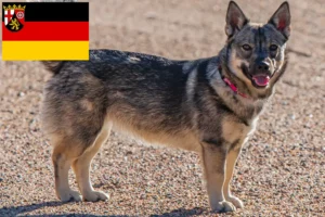 Lees meer over het artikel Västgötaspets fokkers en pups in Rijnland-Palts