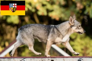Lees meer over het artikel Västgötaspets fokkers en pups in Saarland