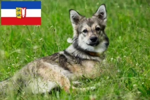 Lees meer over het artikel Västgötaspets fokkers en pups in Sleeswijk-Holstein