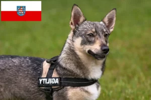 Lees meer over het artikel Västgötaspets fokkers en pups in Thüringen