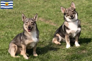 Lees meer over het artikel Västgötaspets fokkers en pups in Zeeland