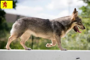 Lees meer over het artikel Västgötaspets fokkers en pups in Zuid-Holland