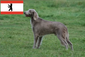 Lees meer over het artikel Weimaraner fokkers en pups in Berlijn
